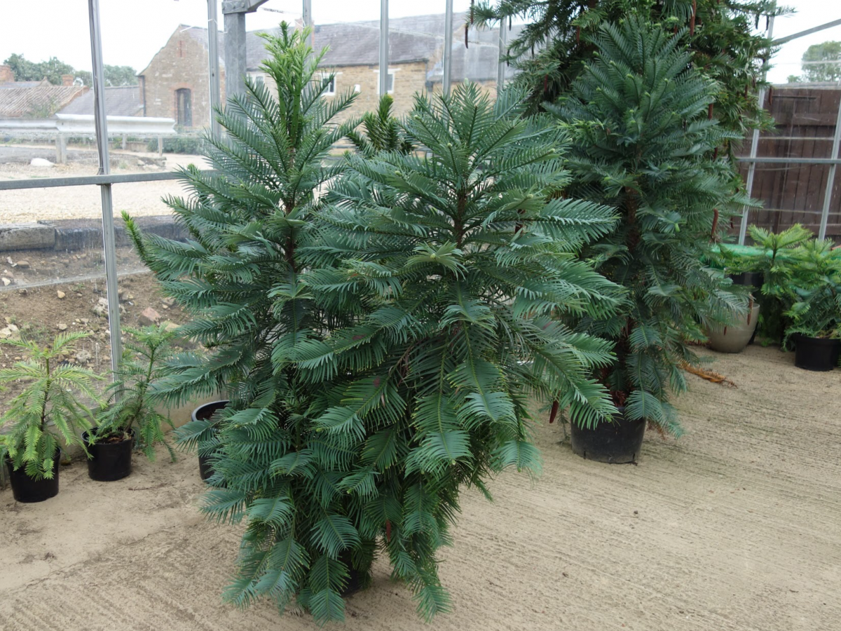 picture of wollemi pine 8 year old trees