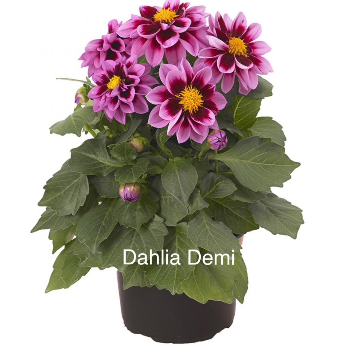 Dahlia plant