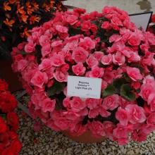 picture of begonia