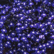 picture of lobelia