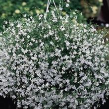 picture of white trailing lobelia