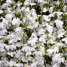 picture of white upright lobelia