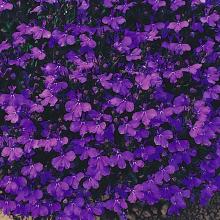 picture of dark blue upright lobelia