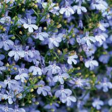 picture of light blue upright lobelia