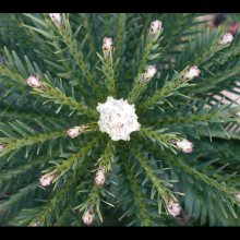 picture of wollemi pine new growth