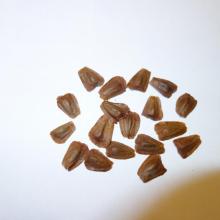 Wollemi Pine seed