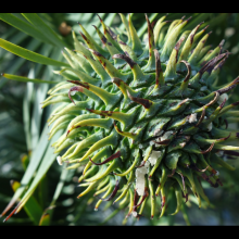 picture of wollemi pine female seeds pod