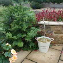 picture of wollemi pine 6 years old