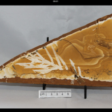 Wollemi Pine fossil