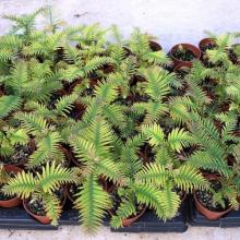 picture of wollemi pine