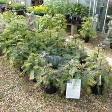 picture of wollemi pine