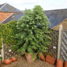 picture of wollemi pine 10 years old