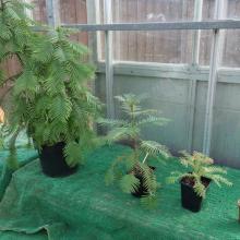 picture of wollemi pine 2 to 5 years old