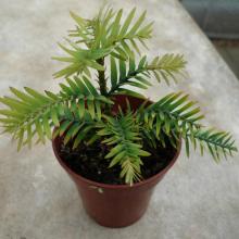 picture of wollemi pine 2 years old