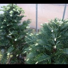 picture of wollemi pine new growth