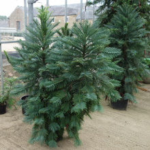 picture of wollemi pine 8 year old trees