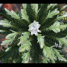 picture of wollemi pine new growth