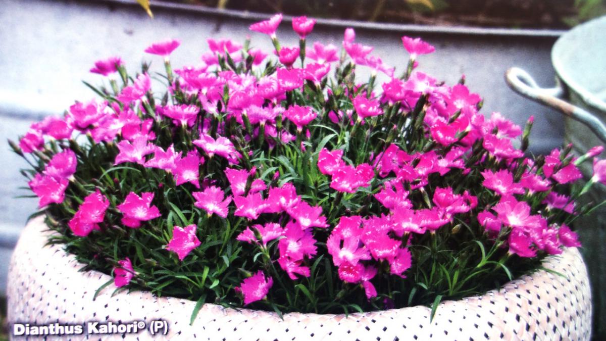 picture of dianthus