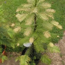 picture of wollemi pine 4 years old