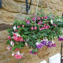 picture of fuchsia basket