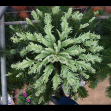 picture of wollemi pine new growth