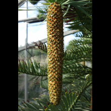picture of wollemi Pine male cone
