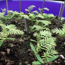picture of wollemi pine seedlings