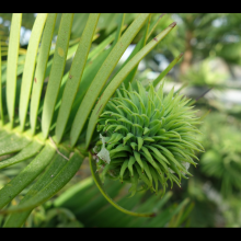 picture of wollemi pine female seed pod