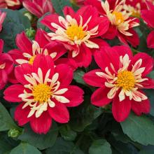 Dahlia plant