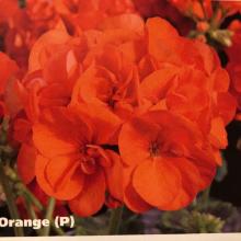 picture of geraniums