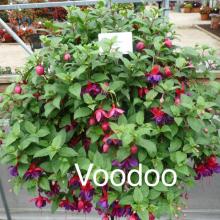 picture of fuchsia basket