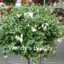 picture of fuchsia basket