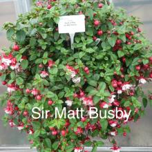 picture of fuchsia basket