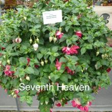 picture of fuchsia basket