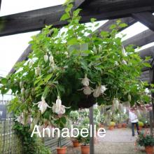 picture of fuchsia basket