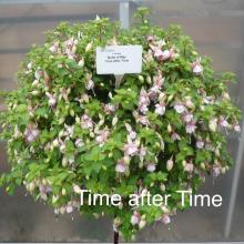 picture of fuchsia basket