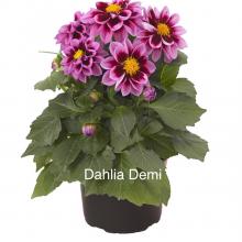 Dahlia plant