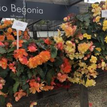 Begonia 