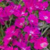picture of dianthus