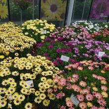 picture of Osteospermum