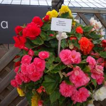 picture of begonia
