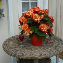 picture of begonia