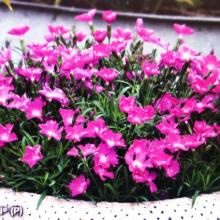 picture of dianthus