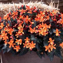 picture of begonia