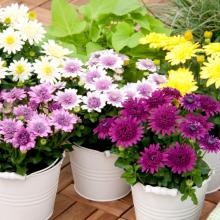 Picture of Osteospermum