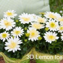 Lemon ice