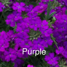 picture of verbena