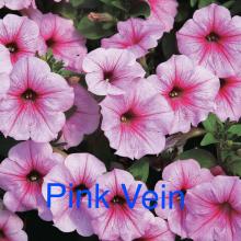 Petunias