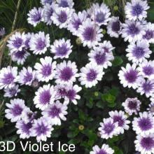 Violet Ice