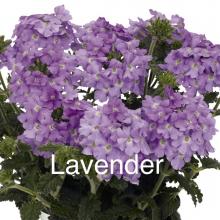 picture of verbena